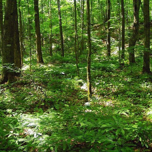 Latest News Newcastle Great Park